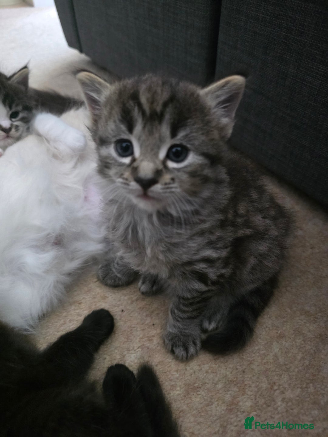 Ragdoll cats for sale: Beautiful mix Ragdoll cross Norwegian forest  - Image 10