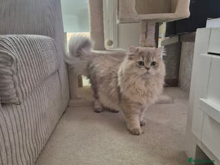 British Longhair cats British LongHair stud - Advert 1