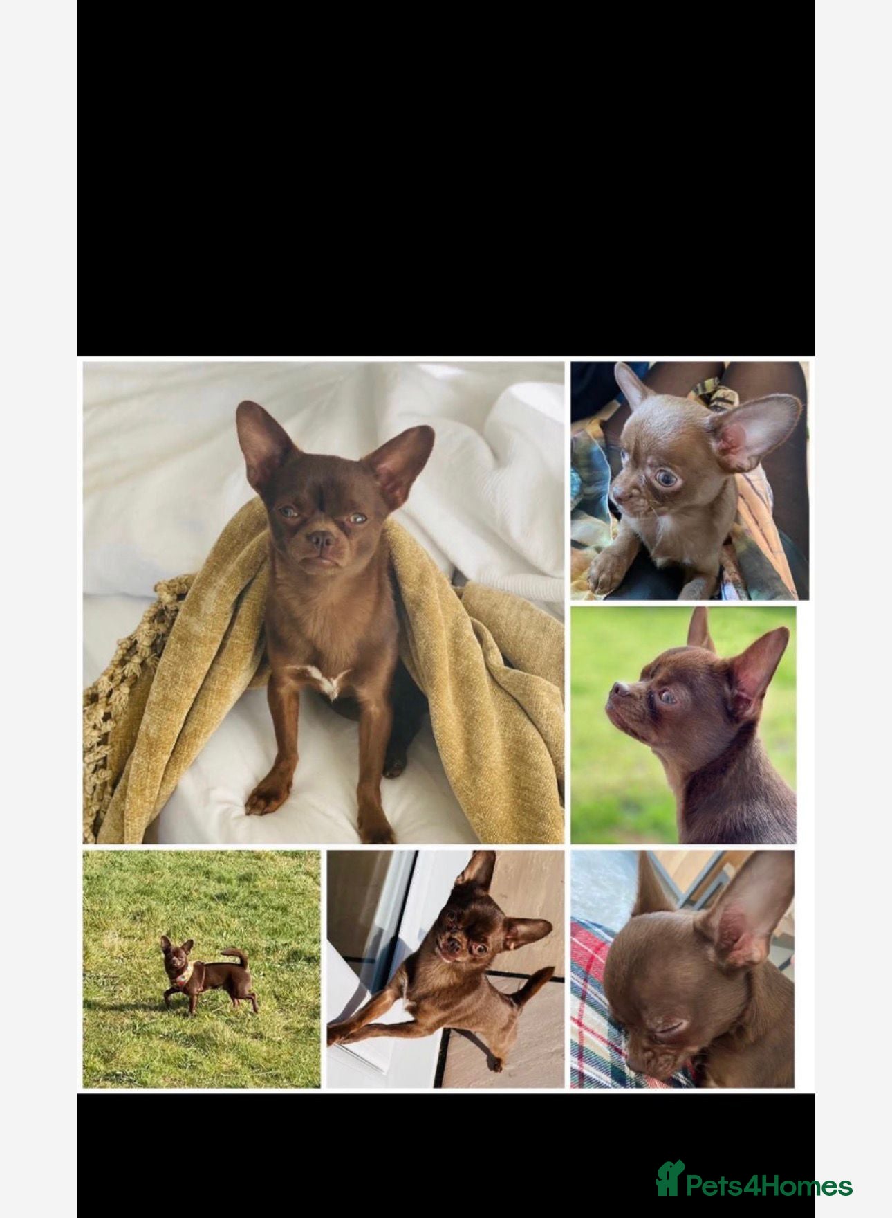 Chihuahua dogs 7 year Chihuahua - Advert 1
