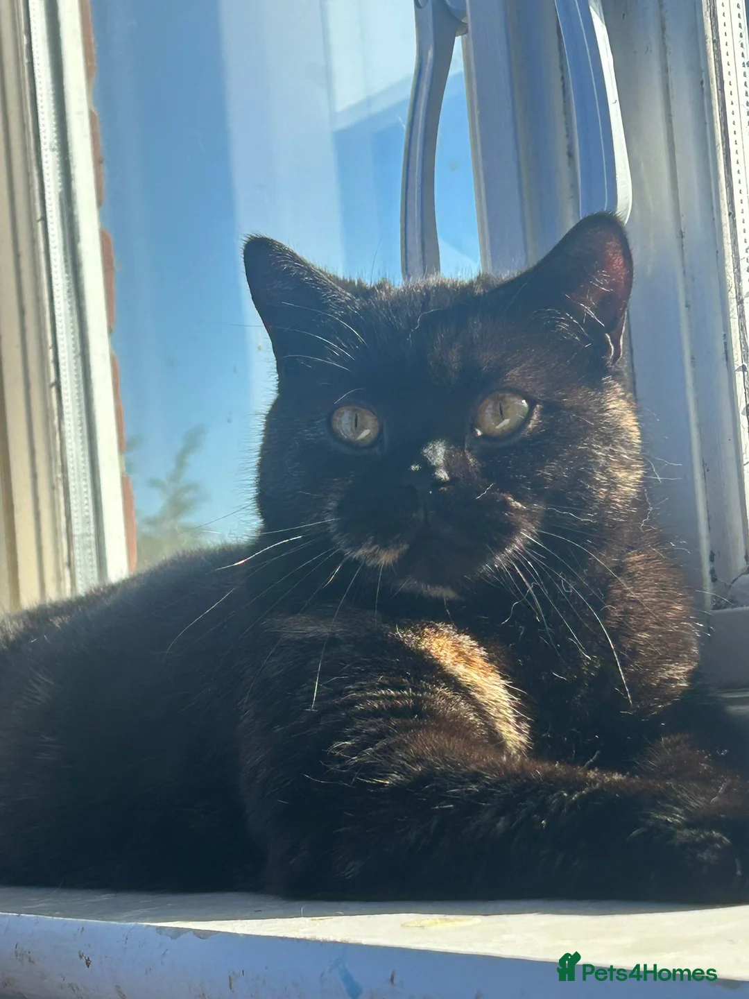 British Shorthair cats for sale: Beautiful unusual Pure British shorthair kittens - Advert 4