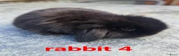 Mini Lion Lop rabbits for sale: 5 mini lion Lops ready to leave 23rd October - Advert 4