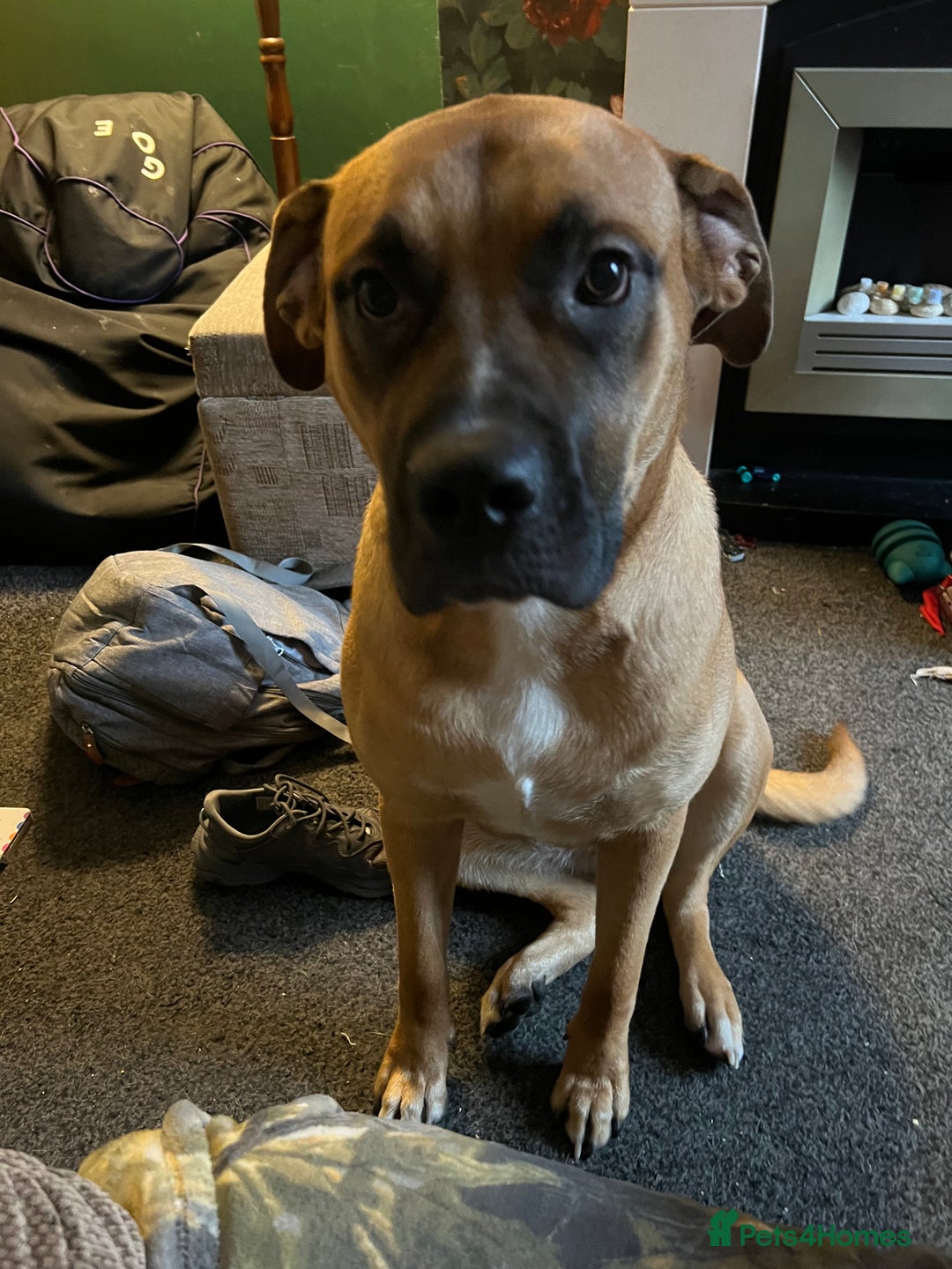 Bullmastiff dogs for sale: URGENT HOME NEEDED!!! - Advert 3