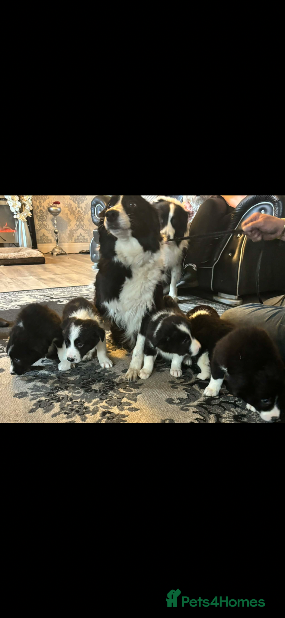 Border Collie dogs Beautiful Border Collie puppies  - Advert 15