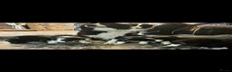 Border Collie dogs for sale: Beautiful Border Collie puppies  in Barnsley - Advert 1