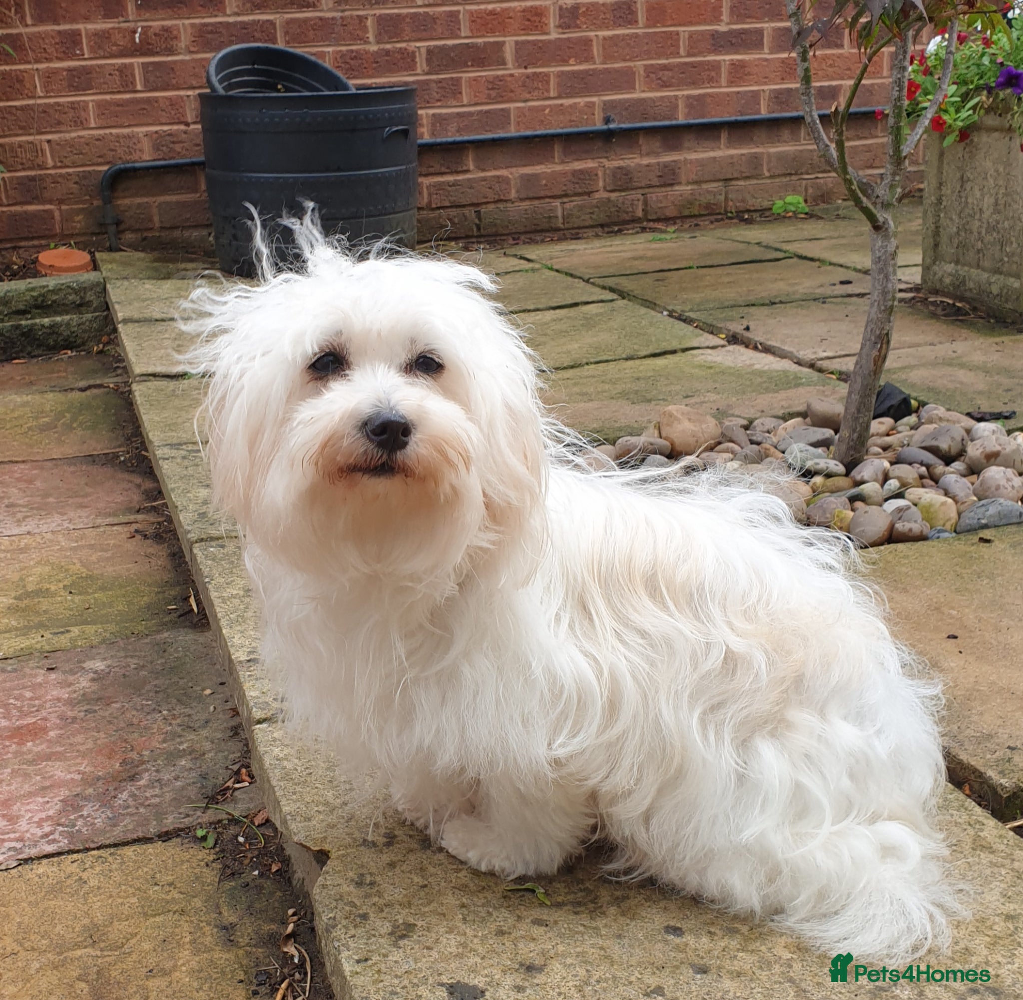 Coton De Tulear dogs for sale: K. C. reg. Coton de tulear - health tested - Advert 5