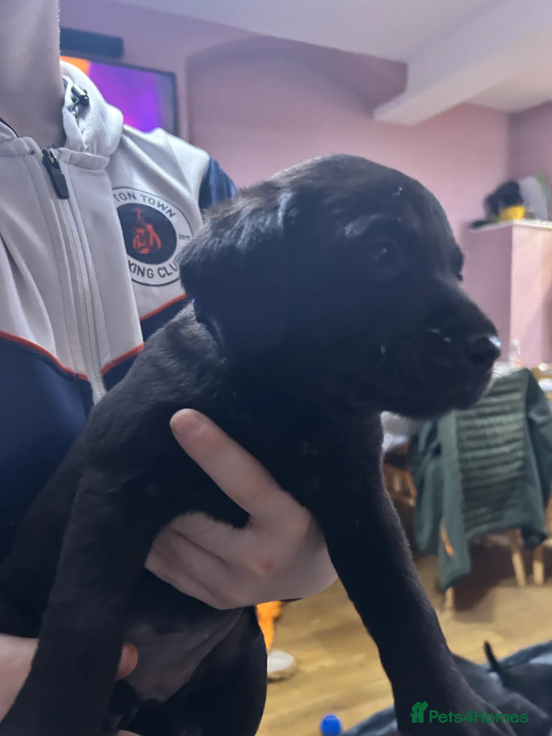 Labrador Retriever dogs for sale: KC Registered, Health Tested Labradors  - Advert 10