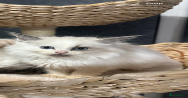 Siberian cats - Advert 1