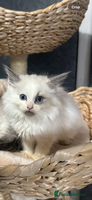 Siberian cats - Advert 7