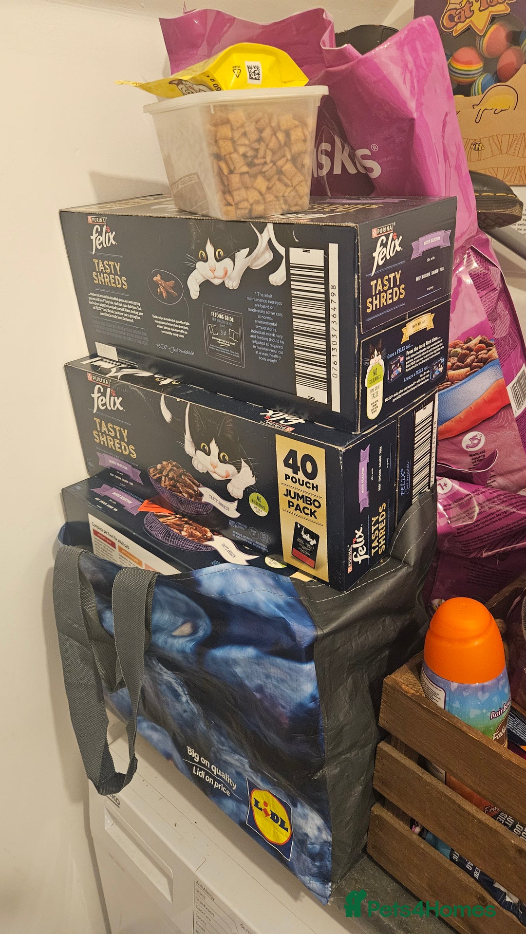 British Shorthair cats for sale: Boy cat for sale includes food/bed/toys - Advert 5