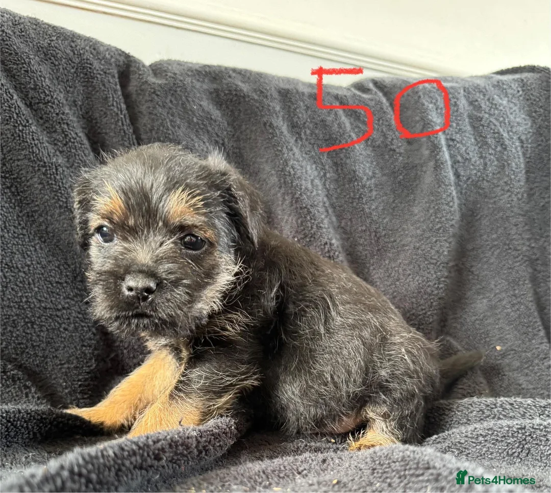 Border Terrier dogs for sale: Beautiful border terrier puppies  in Trimdon Station - Advert 2