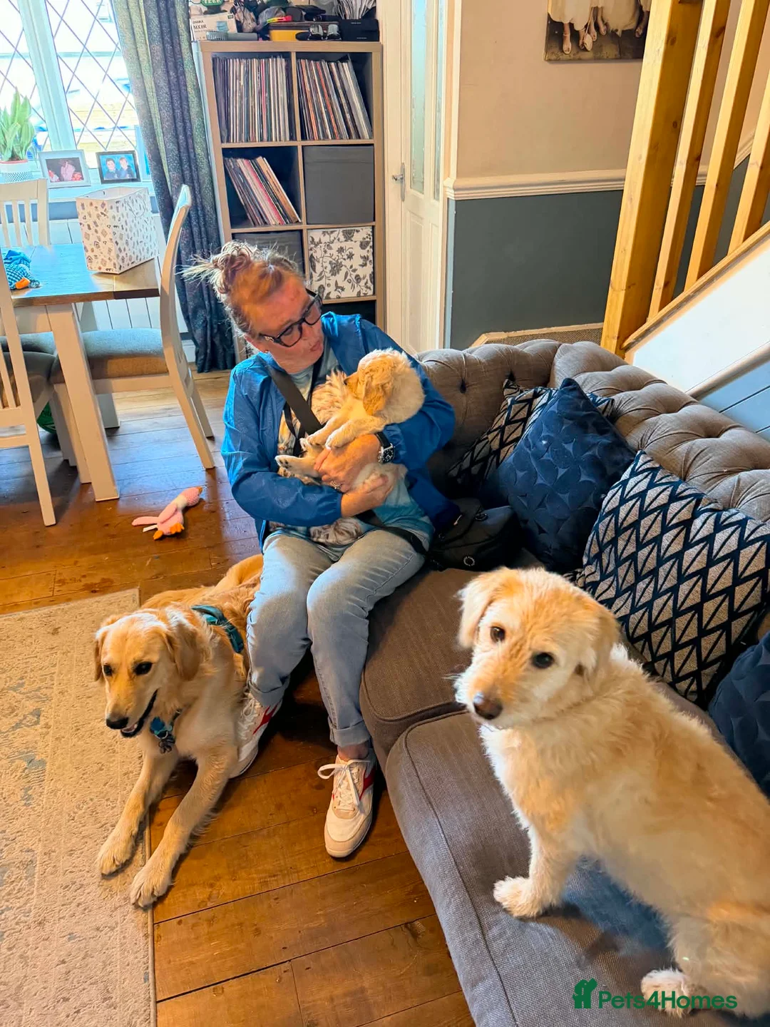 Goldendoodle dogs for sale: Goldendoodle  - Advert 4