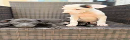 Mixed Breed dogs for sale: 1 boy & 1 girl  - Advert 7