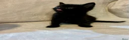 Mixed Breed cats for sale: 4 adorable kittens to go to a loving new home  - Advert 4