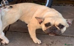 French Bulldog dogs for sale: French bulldog - Advert 4