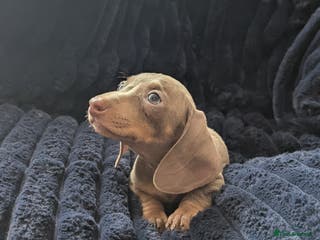 Miniature Dachshund dogs Miniature dachshund puppies - Advert 10