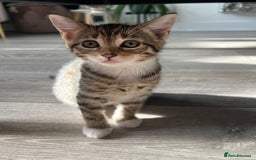 Mixed Breed cats for sale: Three Sweet Kittens Ready for a Loving Home - Image 11
