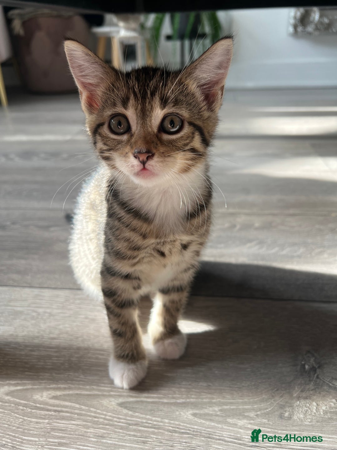 Mixed Breed cats for sale: Three Sweet Kittens Ready for a Loving Home - Image 11