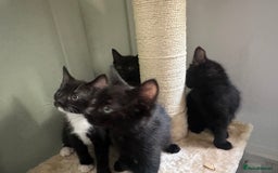 Mixed Breed cats for sale: 4 Female Ghost Tabby’s For Sale - Image 1