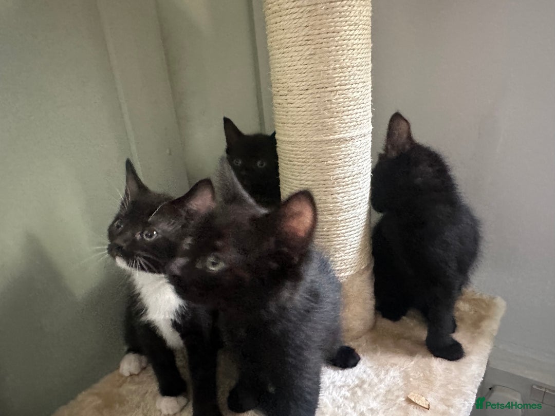 Mixed Breed cats for sale: 4 Female Ghost Tabby’s For Sale - Image 1
