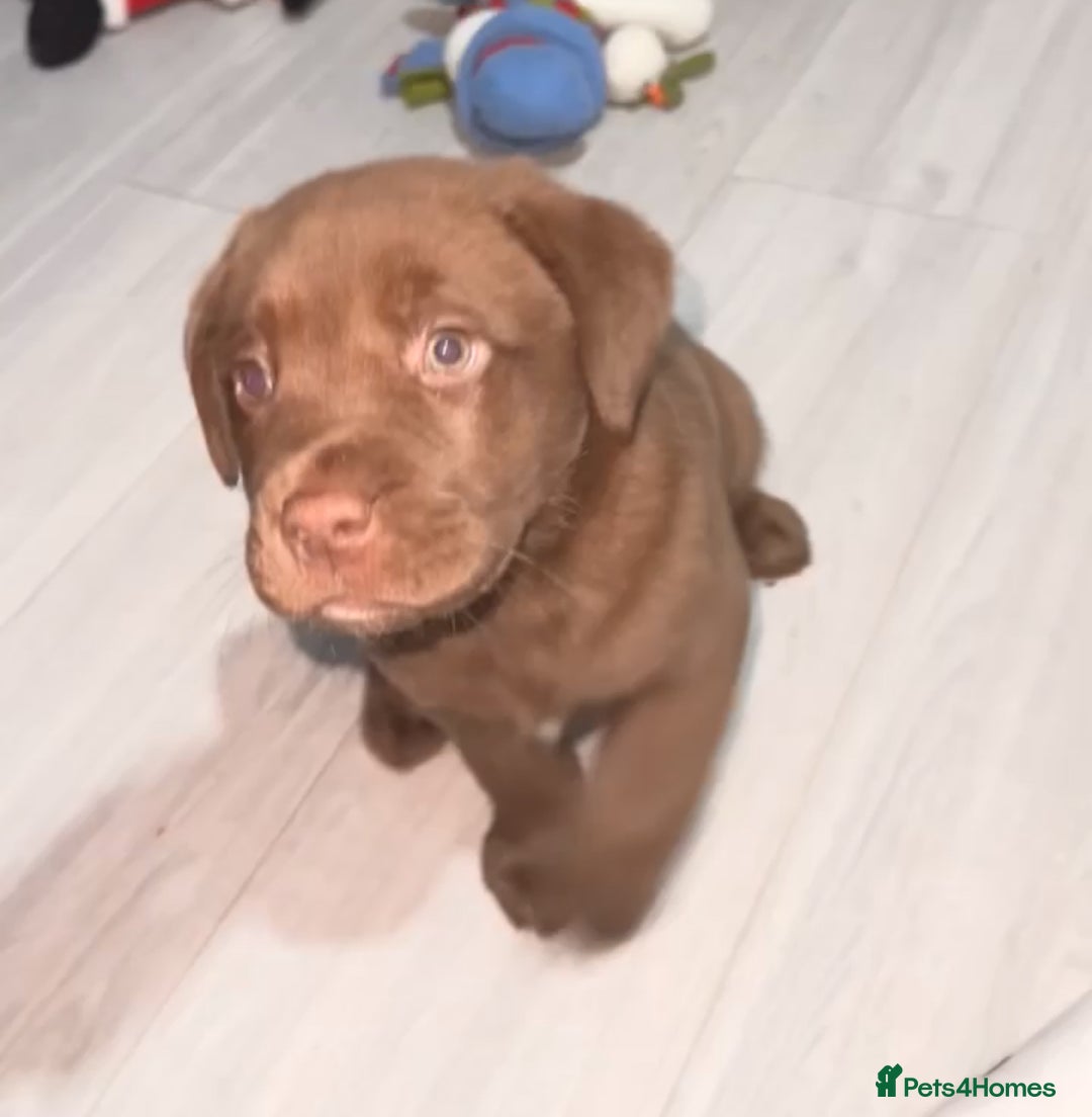 Labrador Retriever dogs for sale: 2 chunky male labs  - Advert 3