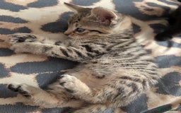 Domestic Shorthair cats for sale: Tabby kittens - Image 3