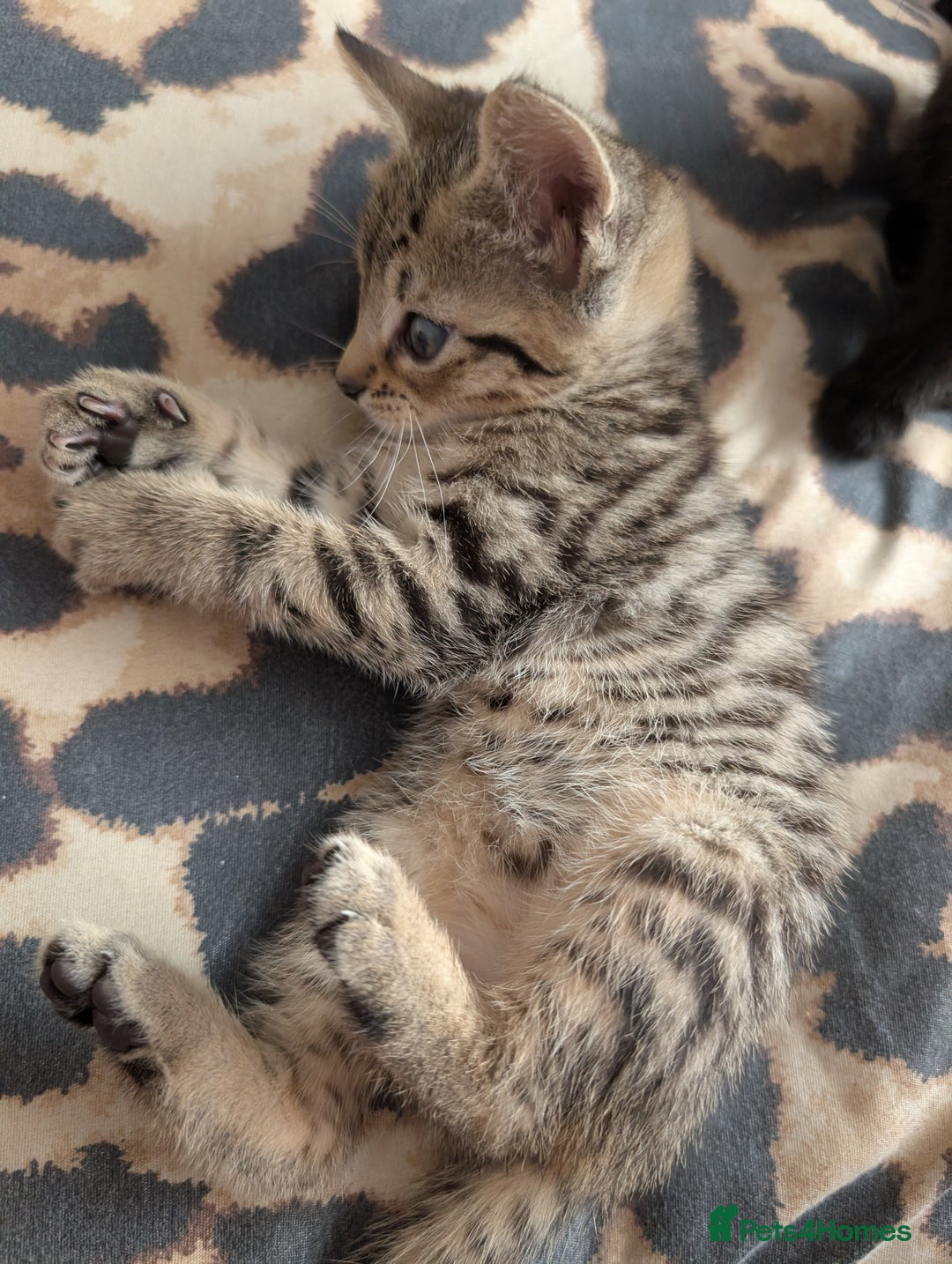Domestic Shorthair cats for sale: Tabby kittens - Image 3