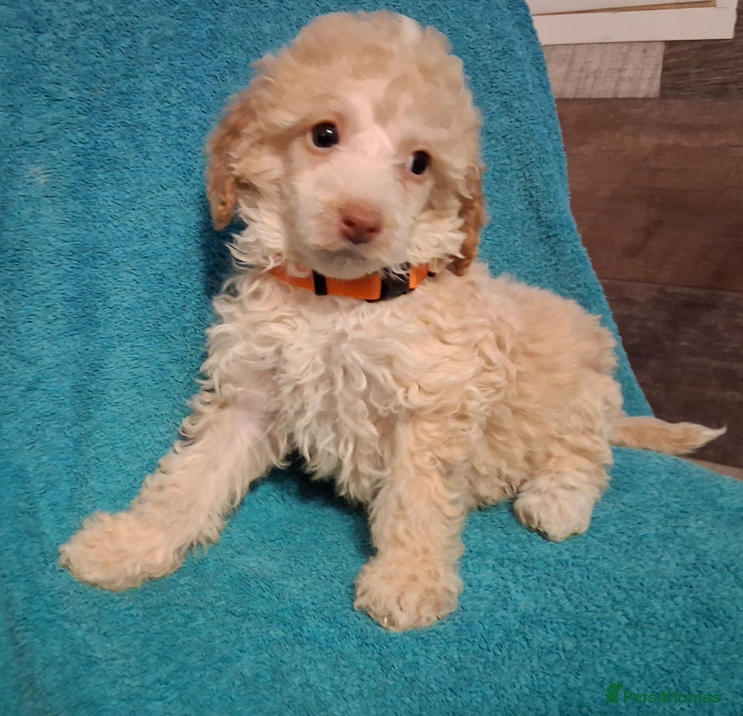 Mixed Breed dogs for sale: lovely poodle pups - Advert 5