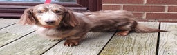Miniature Dachshund dogs for stud: Kc registered Miniature dachshund in Blackburn - Advert 2