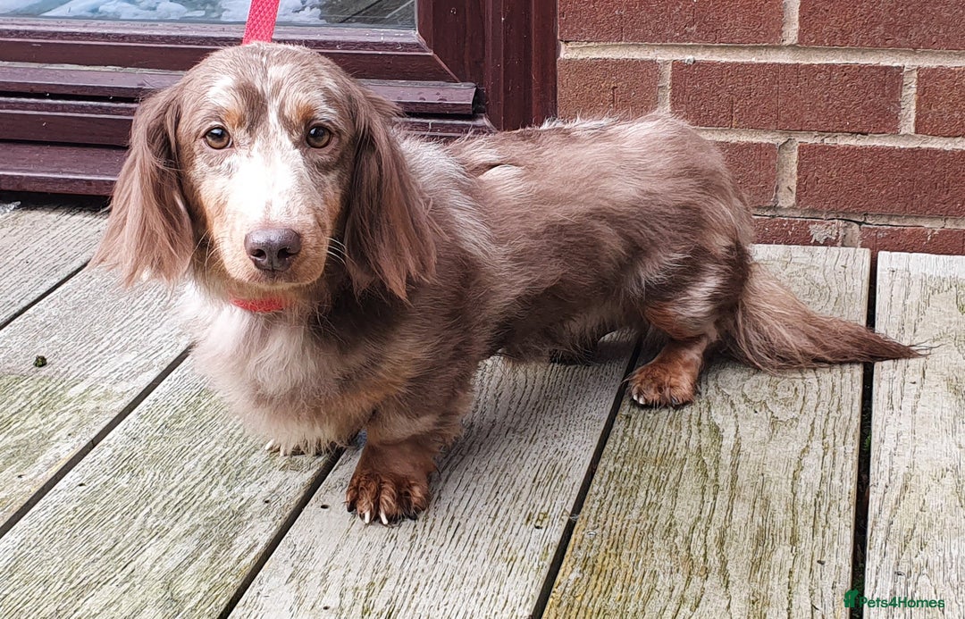 Miniature Dachshund dogs for stud: Kc registered Miniature dachshund in Blackburn - Advert 2