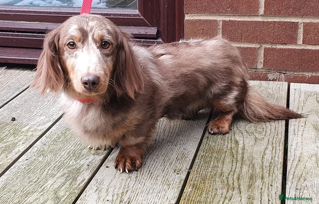 Miniature Dachshund dogs for stud: Kc registered Miniature dachshund in Blackburn - Advert 2