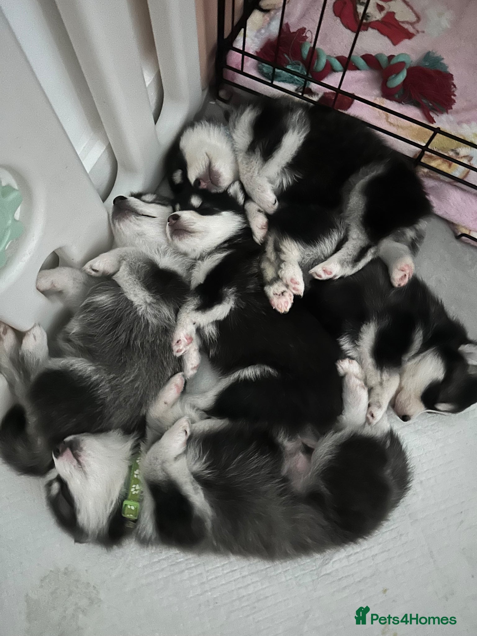 Pomsky dogs Last 3 puppyF4 Pomsky - Advert 4