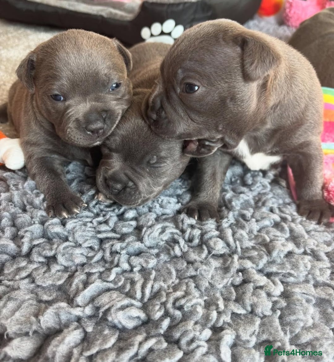 Staffordshire Bull Terrier dogs for sale: Staffordshire bull terrier puppies  - Advert 11