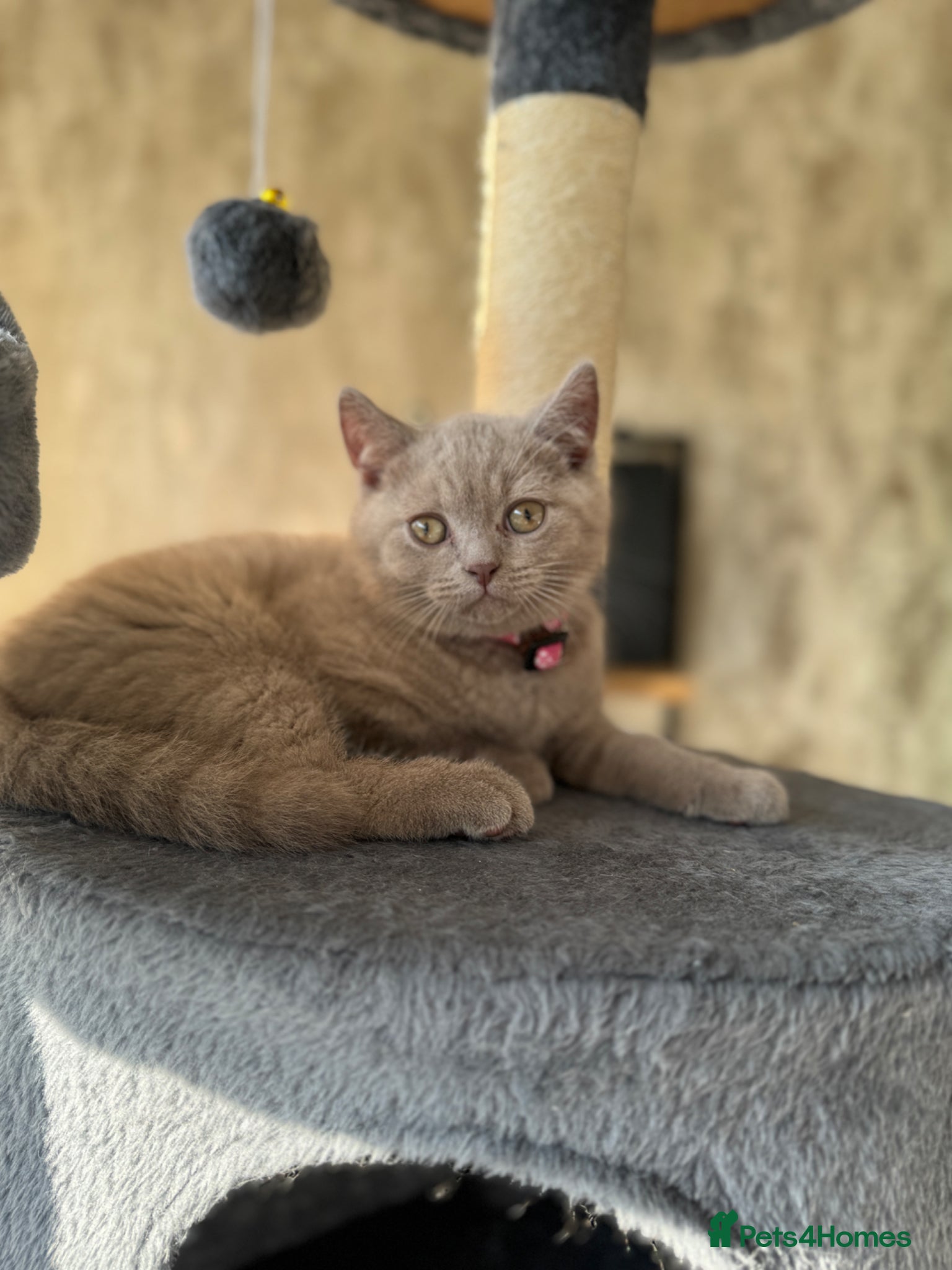 British Shorthair cats for sale: Beautiful British shorthair kittens  - Advert 30