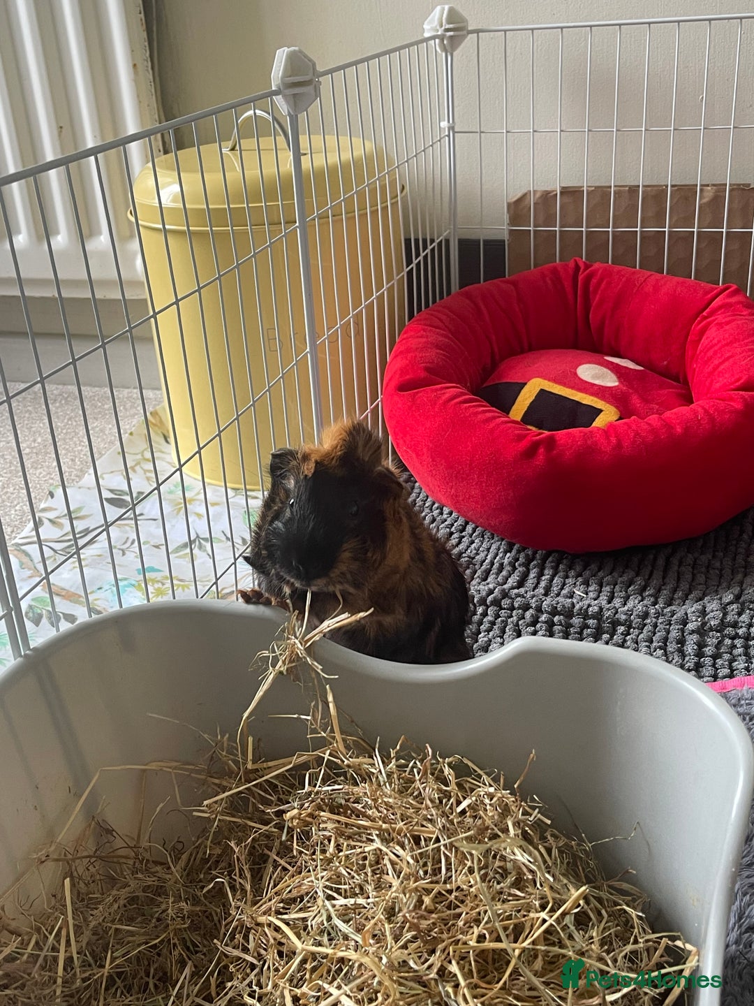 Guinea Pig rodents for sale: Black and ginger Bonded sows  - Image 2