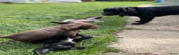 Sprocker dogs for sale: Sprockers for sale.  in Bicester - Advert 4
