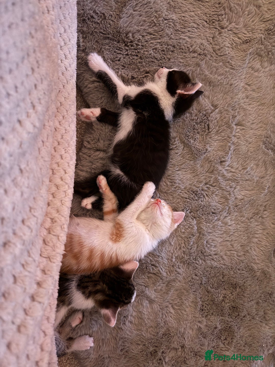 Oriental cats for sale: The Cutest Babies Hand Reared From 2 Weeks - Image 10