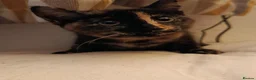 Mixed Breed cats for sale: Two Adorable Kittens Looking for Home!  - Advert 12