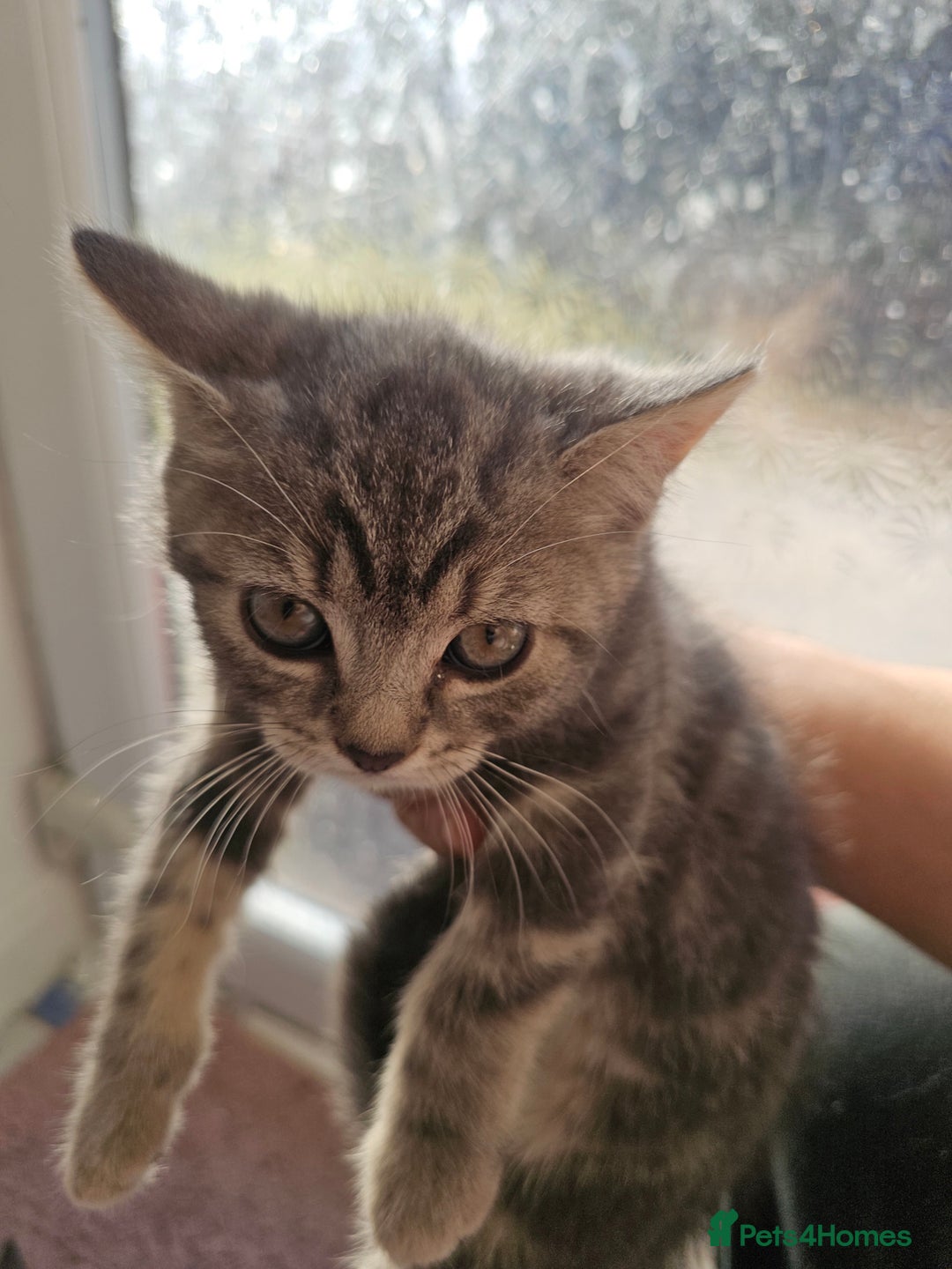 Mixed Breed cats for sale: Three kittens. Mother british short hair. - Image 3