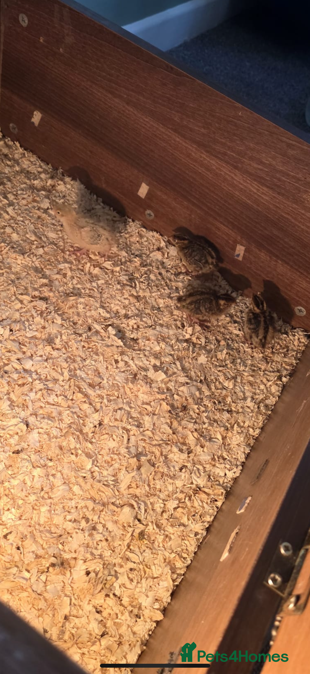 Quail poultry for sale: Quail eggs - Image 3