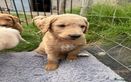 Labradoodle dogs for sale: Health tested chunky and fluffy labradoodles  - Image 17