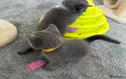 Russian Blue cats for sale: Russian Blue Kittens  - Advert 35