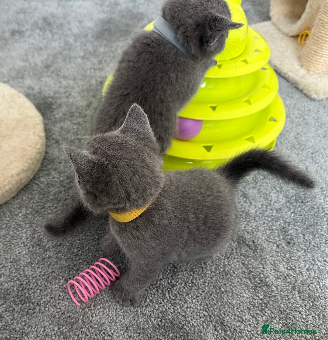 Russian Blue cats for sale: Russian Blue Kittens  - Advert 35