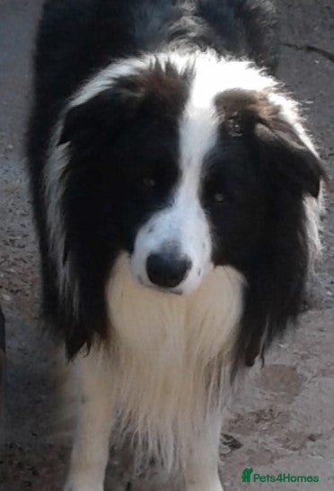 Border Collie dogs proven border collie at stud in Doncaster - Advert 1