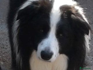 Border Collie dogs in Doncaster - Advert 2