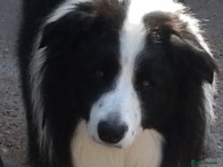 Border Collie dogs proven border collie at stud in Doncaster - Advert 5