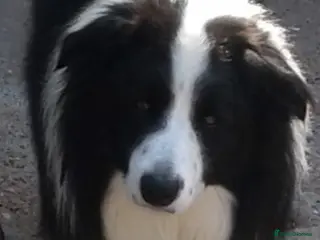 Border Collie dogs proven border collie at stud in Doncaster - Advert 2