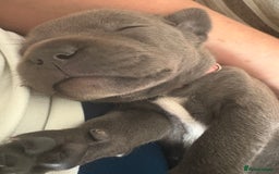 Staffordshire Bull Terrier dogs for sale: 8 Staffordshire Bull Terriers  - Image 7