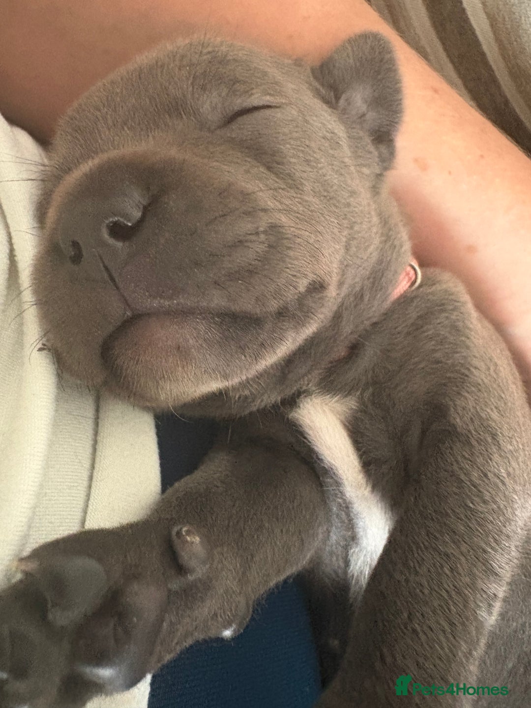 Staffordshire Bull Terrier dogs for sale: 8 Staffordshire Bull Terriers  - Image 7