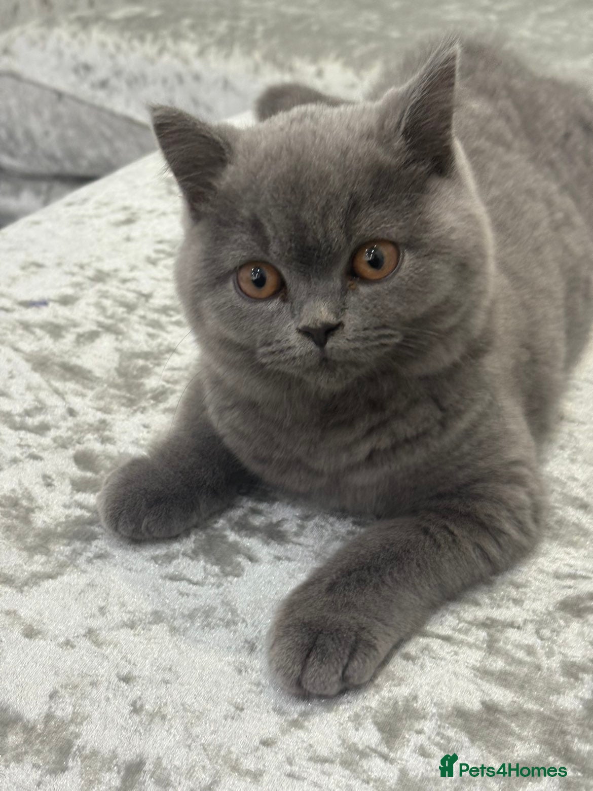 British Shorthair cats Male Blue British Shorthair Kitten (Available Now) - Advert 5