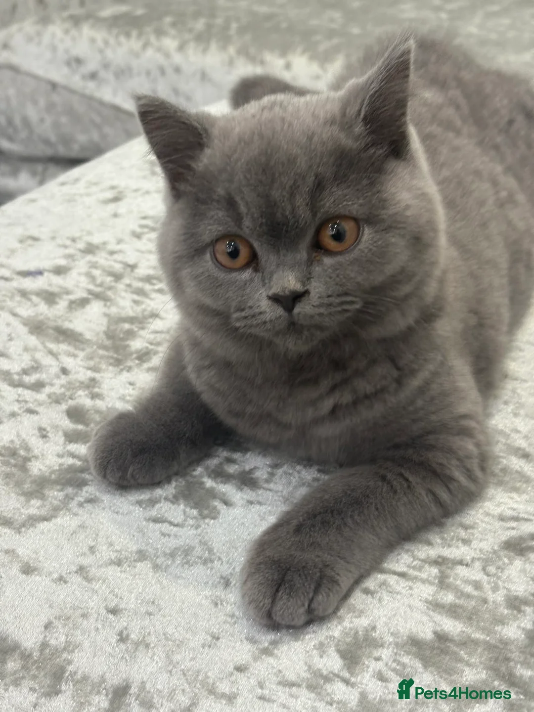 British Shorthair cats for sale: Male Blue British Shorthair Kitten (Available Now) - Advert 1